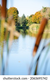 Los árboles amarillos y verdes se reflejan en el río. Typha borrosa en primer plano, enfoque selectivo en el parque de otoño en segundo plano. Fondo natural con espacio de copia. Concepto de temporada de otoño. Día cálido y soleado.