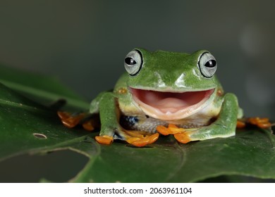 空飛ぶカエルは緑の葉の上で口を開け、ジャワの木のカエルのメスは緑の葉の上で笑っているように見える