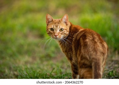 芝生の外を歩くオレンジ色のぶち猫