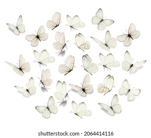 Big set White Butterfly isolated on white background.