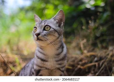 Close-up view of a watchful striped wild cat with beautiful eyes sitting down on the ground is looking around in the woods
