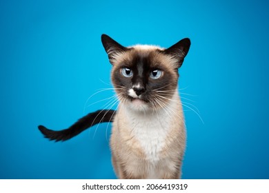 gato siamés de aspecto curioso con ojos azules sobre fondo azul con espacio de copia