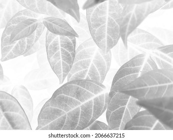白い背景に美しい抽象的な色の白い花、黒い葉のテクスチャ、灰色の背景、カラフルなグラフィック バナー、白い葉、葉のテクスチャ