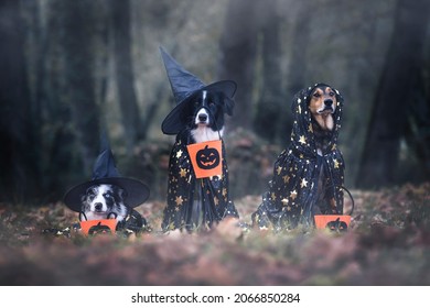 Halloween portrait of three dogs wearing witch costumes