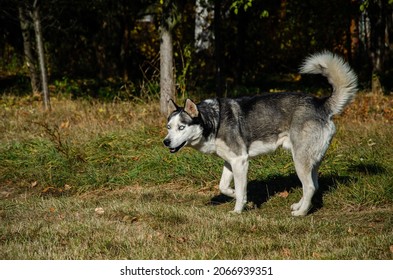 husky hond met mooie blauwe ogen. herfstpark. De hond uitlaten.