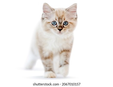 Leuk ragdoll katje kijken camera geïsoleerd op een witte achtergrond met copyspace. Binnenlandse pluizige rasechte kat met mooie blauwe ogen