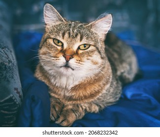 Một con mèo mướp màu nâu xinh đẹp với đôi mắt màu vàng đang nằm trên tấm chăn màu xanh và nhìn vào ống kính.