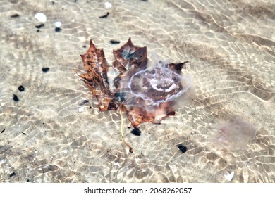 Ahornblatt im Meerwasser, Herbststimmung. Selektiver Fokus. Foto in hoher Qualität