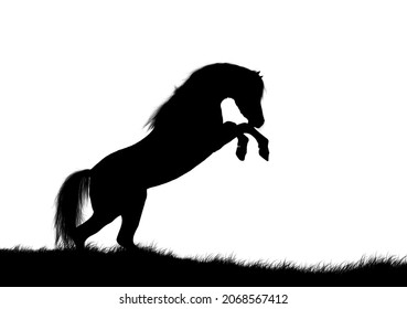 Zwart silhouet van geïsoleerd paard gefokt. Welsh cob pony geïsoleerd op een witte achtergrond, knipsel.