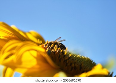 Zonnebloem met een honingbij met een blauwe lucht op de achtergrond. Selectieve focus. Foto van hoge kwaliteit