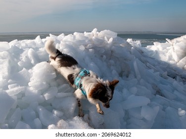 File:Utah Grizzlies @ Long Beach Ice Dogs (371659374).jpg - Wikimedia  Commons