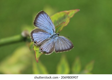 Kupu-kupu Biru Miami yang indah dari dekat di taman