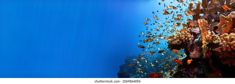 Paisagem de recife de coral do Mar Vermelho com corais e peixes-donzela sob raios de sol (fundo de banner)