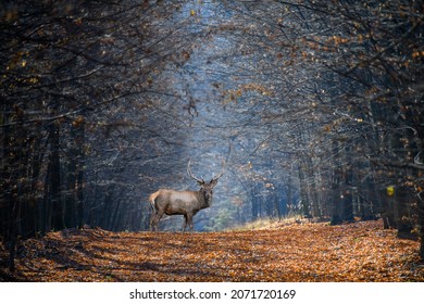 Odrasli mužjak jelena na pozadini jesenske šume. Životinja u prirodnom staništu. Wildlife scene