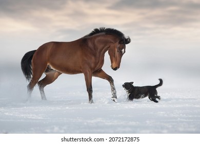 Baai paard spelen met hond in sneeuw winter veld