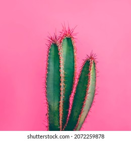 Colorful funky green cactus on pink background. Flat lay mexican desert plant design. Minimal contemporary summer pop art.