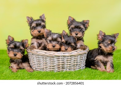 かわいいヨークシャー テリアの子犬のグループは、バスケットの中と緑の夏の草の上に座る