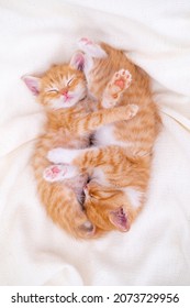 Hai chú mèo con sọc gừng dễ thương đang ngủ nằm trên chiếc chăn màu trắng trên giường. Khái niệm về mèo nhỏ đáng yêu. Thư giãn vật nuôi trong nhà.