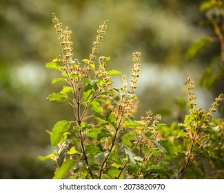 Indien, 9. november, 2021: Hellig basilikum, Tulsi, Tulsi-plante, Ocimum tenuiflorum, Morfologi.