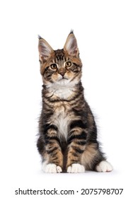 Warm bruin tabby Maine Coon kat kitten, zittend geconfronteerd met camera. Op zoek naar lens met gouden ogen. Geïsoleerd op een witte achtergrond.