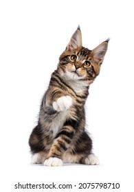 Warm bruin tabby Maine Coon kat kitten, zittend geconfronteerd met camera. Een poot hoog als een trillende hand Kijkend naar lens met gouden ogen. Geïsoleerd op een witte achtergrond.