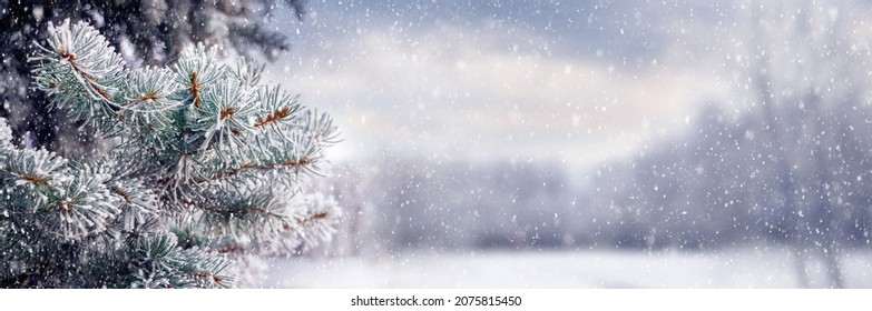 Winter landscape with spruce in the woods on a glade during a snowfall. Christmas and New Year background with snow-covered spruce
