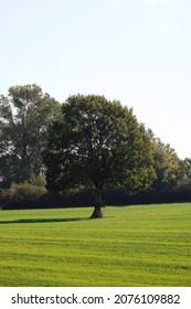 Eenzame grote boom in het midden van het veld. Kielkanaal, Duitsland.