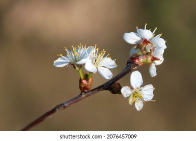 Blühender Apfelbaum auf einem verschwommenen natürlichen Hintergrund. Selektiver Fokus. Foto in hoher Qualität