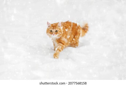 Eerste sneeuw. Een gemberkat loopt in de sneeuw. Sneeuwen. Een hongerige kat loopt langs het pad. Verlaten kat.