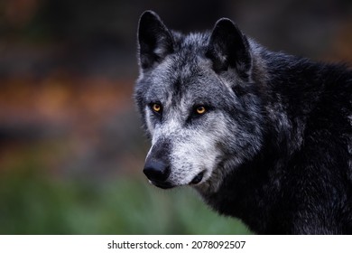 Un lobo negro en el bosque