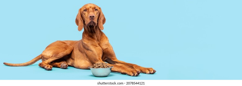Foto de estudio de comida para perros. Perro Vizsla con cuenco lleno de croquetas aislado sobre fondo azul pastel. Banner de comida seca para mascotas.