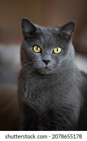Chân dung một con mèo Anh lớn màu xám với đôi mắt màu vàng