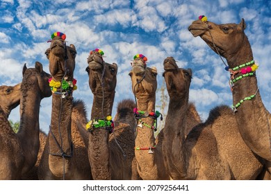 Grote kudde kamelen in woestijn Thar tijdens de jaarlijkse Pushkar Camel Fair in de buurt van heilige stad Pushkar, Rajasthan, India. Detailopname. Deze beurs is de grootste kamelenbeurs ter wereld