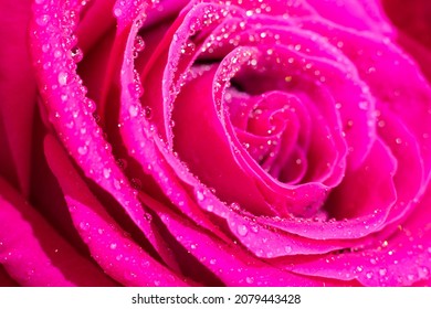 濡れたマゼンタのマクロ ローズの花と、その花びらに小さな小さな丸い水滴。輝く輝く繊細な明るい花の背景