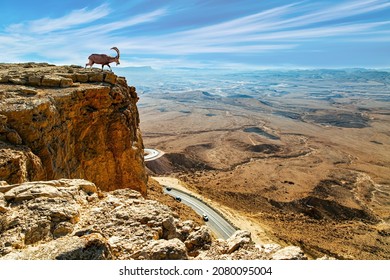 Velkolepý sinajský kozorožec s dlouhými zakřivenými rohy na strmém útesu. Kráter "Makhtesh Ramon" Ramon. Machtesh Ramon v Negevské poušti prohlášen za geologickou rezervaci. Izrael.