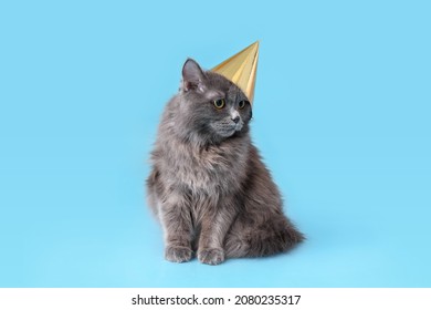 Lindo gato con sombrero de fiesta sobre fondo de color