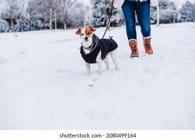 primo piano di una donna in montagna innevata che indossa un cappotto moderno. Gioca con un simpatico cane jack russell. stagione invernale. Divertimento sulla neve