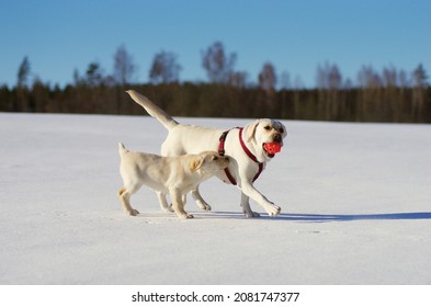 Divertimento e giochi all'aperto con il Labrador durante una giornata invernale soleggiata