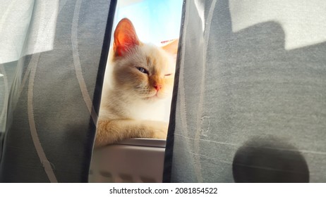Lindo adorable gato soñoliento detrás de una red