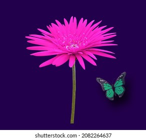 Mooie roze barberton daisy - gerbera jamesonii bloem volle bloei geïsoleerd op violet voor achtergrond of stockfoto, tuinplant, close-up, vlinder
