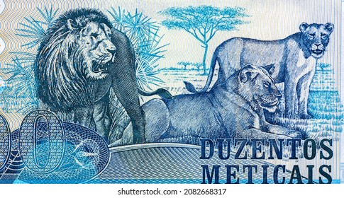Löwenportrait aus Mosambik 200 Meticais 2011 Banknoten.