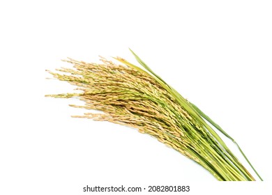 Biologische rijst of jasmijnrijst geïsoleerd op een witte achtergrond