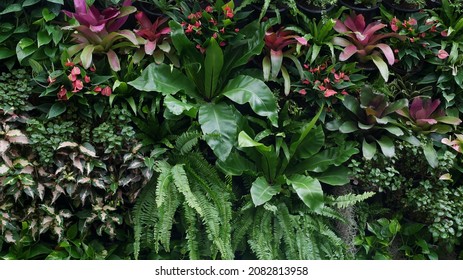 Vertical garden nature backdrop, living green wall of bird's nest fern, sword fern, bromeliads, Anthurium, caricature plant and various types  tropical rainforest foliage plants on dark background.