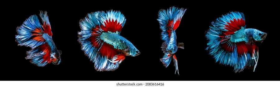 collage of red blue combination big ear halfmoon betta splendens siamese fighting fish isolated on black color background. Image photo