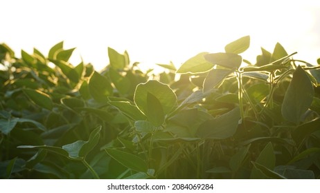 Grünes reifendes Sojabohnenfeld, landwirtschaftliche Landschaft. Blühende Sojapflanze. Sojaplantagen bei Sonnenuntergang. Vor dem Hintergrund der Sonne. Sojabohnen. n