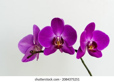 Purple petals of phalaenopsis orchid flower, phalaenopsis known as Moth Orchid or Phal on white background. Selective focus. Calmness and relaxation. Love and pleasure. There is place for text.