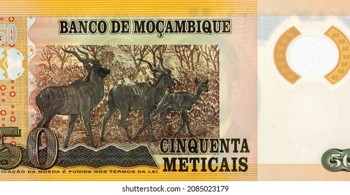 Impalas Portrait aus Mosambik 50 Meticais 2017 Banknoten.