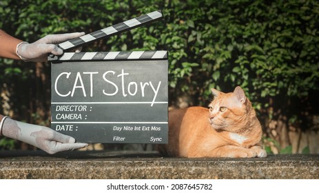 Historia de gatos, título de texto en el tablero Clapper de la película