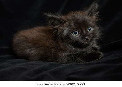 Portret van een verdrietig klein zwart pluizig katje op een zwarte achtergrond
