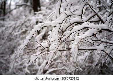 Weißer Schnee auf kahlen Ästen an einem frostigen Wintertag, Nahaufnahme. Natürlicher Hintergrund. Selektiver botanischer Hintergrund. Foto in hoher Qualität